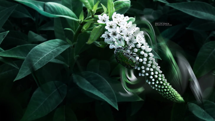 white flower, moonlight, macro, beetles, leaves, leaf  bug, white flowers, HD wallpaper