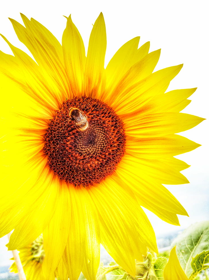 yellow digital sunflower, cc, blume, sonne, bee, wesp, insect