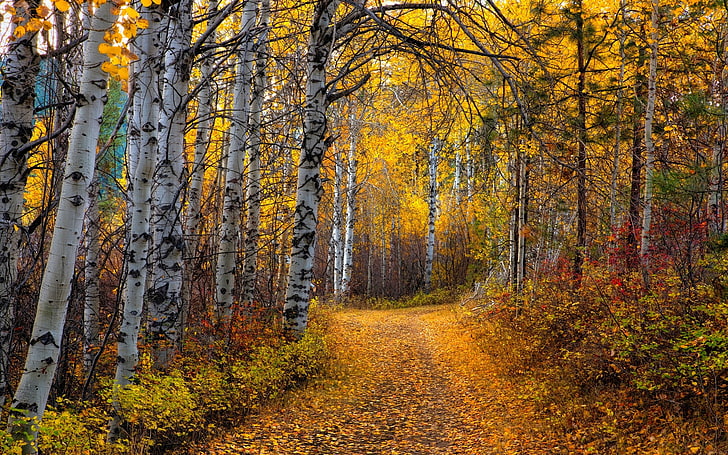 pathway in the middle of trees, nature, landscape, Aspen, leaves, HD wallpaper