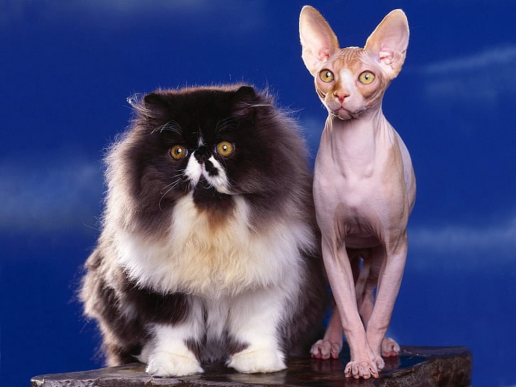 Sphynx and Persian Extreme cats, couple, fluffy, sphinx, domestic Cat
