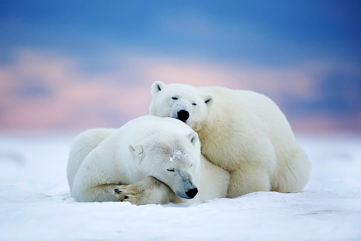 two polar bears, arctic, alaska, sleep, couple, animal, snow, HD wallpaper