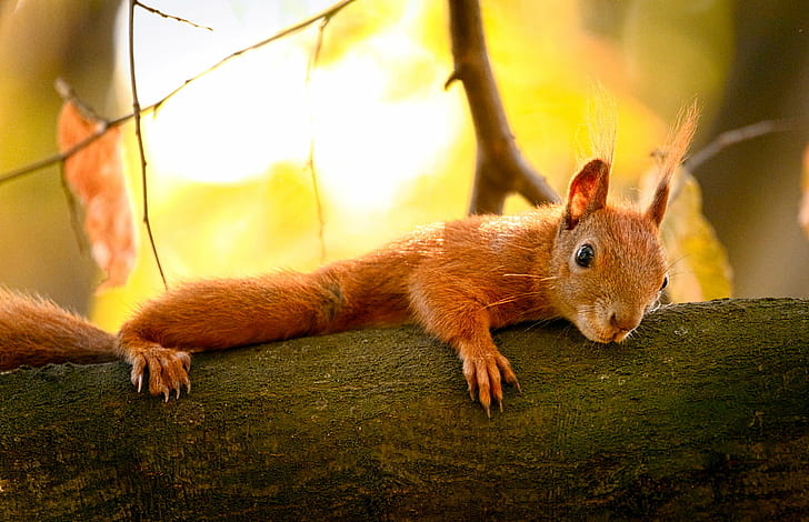 brown squirell, down, Sciurus vulgaris, Wiewiórka, Eurasian red squirrel