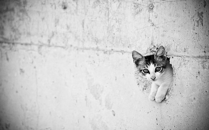 grayscale photo of kitten, cat, monochrome, animals, wall, feline, HD wallpaper