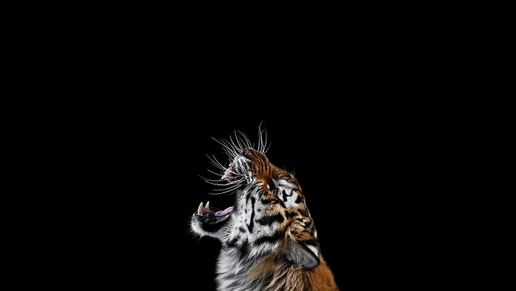 tiger wallpaper, photography, mammals, cat, simple background