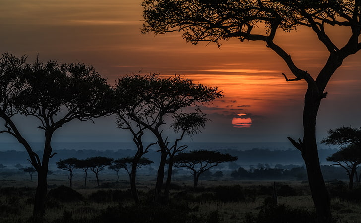 Sunrise in Masai Mara, Kenya, Africa, green leafed trees, Travel