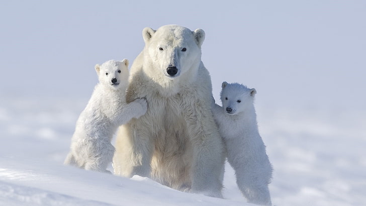 polar bear, cub, family, cubs, mammal, arctic, north pole, terrestrial animal, HD wallpaper