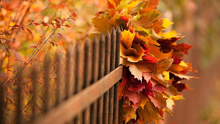 brown metal fence, nature, leaves, fall, branch, depth of field