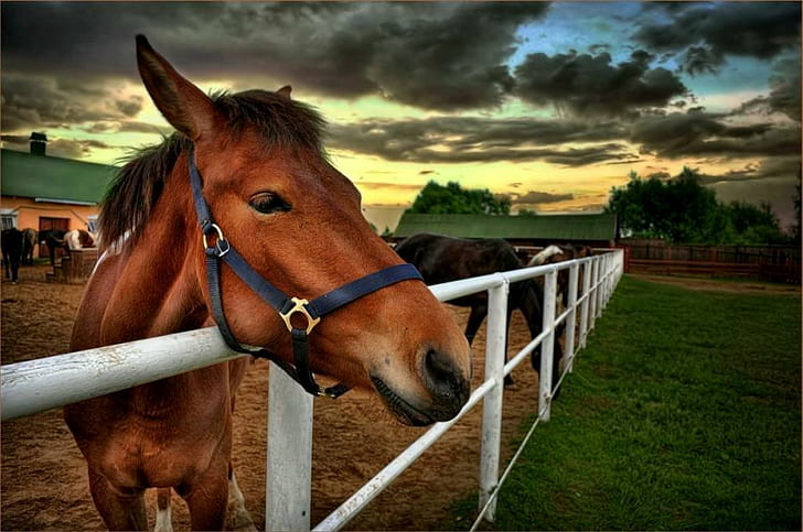 Contemplating, brown horse, trees, barn, pasture, horses, grass, HD wallpaper