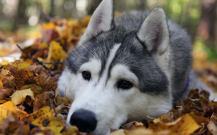 white and black Siberian husky, black and white Siberian husky on dry leaves, HD wallpaper