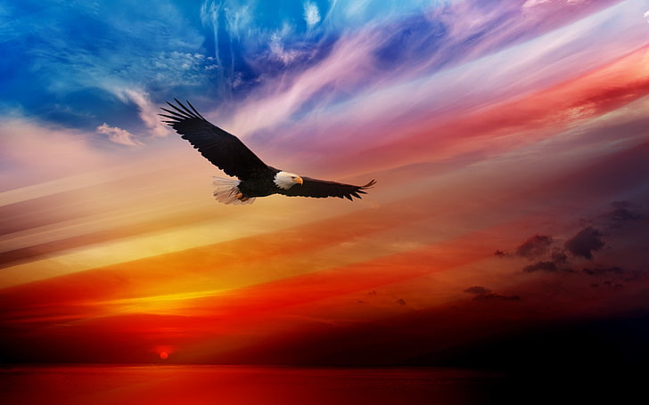 animals, eagle, sunset, bald eagle, birds, sky, cloud - sky, HD wallpaper