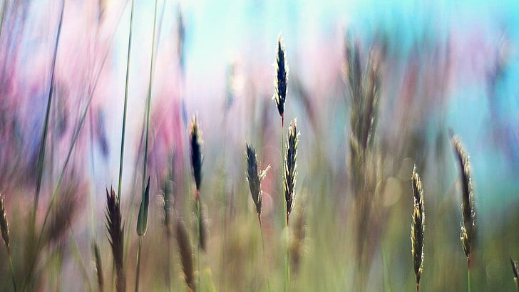 hd  widescreen nature 1920x1080, plant, growth, close-up, grass