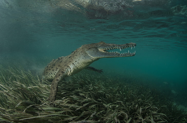 Gator alligator cayman crocodile nature pets predator HD phone  wallpaper  Peakpx