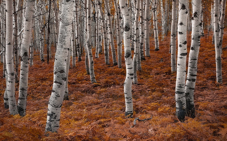Aspen Tree Autumn In The Salt Lake City Area  The Main Capitol Of The Utah Bark Of Aspens Landscape Photography Hd Wallpaper For Android Mobile Phones 3840×2400, HD wallpaper