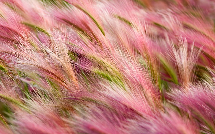 Foxtail Barley, pink and green grass illustration