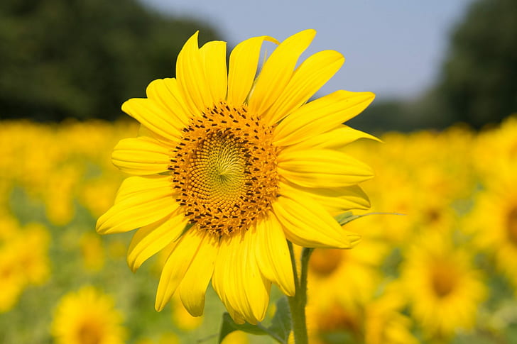 flowers, sunflowers, yellow flowers, plants, outdoors, HD wallpaper