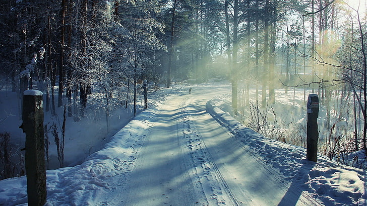 snow walkway between bare trees, winter, road, landscape, sunlight