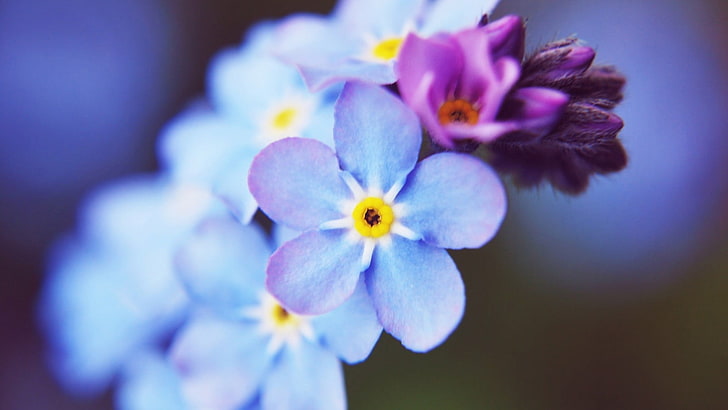 violet flower, flowers, macro, flowering plant, freshness, beauty in nature, HD wallpaper