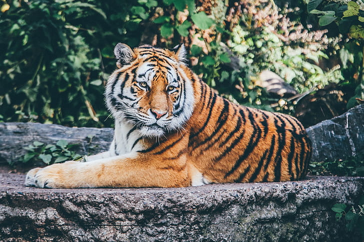 tiger 4k  for desktop background, HD wallpaper