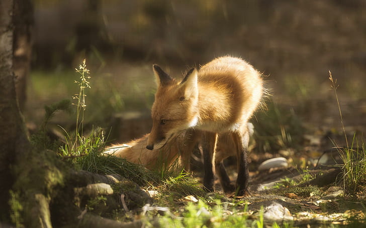 Fox smelling the grass, brown fox, animals, 2560x1600