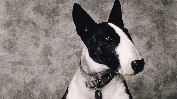 Picture Day, black and white bull terrier, black and white dog, HD wallpaper