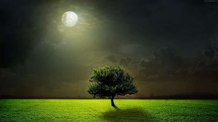 HD wallpaper: moonlit, dark, night sky, darkness, lone tree, lonely tree |  Wallpaper Flare
