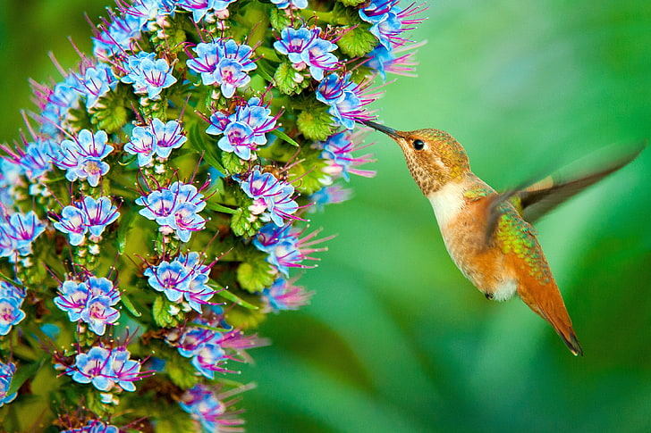 Hummingbird, animal wildlife, animal themes, flower, flowering plant, HD wallpaper