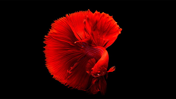 HD wallpaper: Mi TV Stock Fish, flowering plant, fragility, vulnerability,  petal | Wallpaper Flare