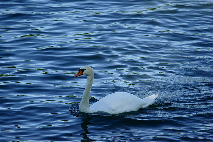 white swan on body of water, Rhein, Altrhein, Natur, FE, OSS