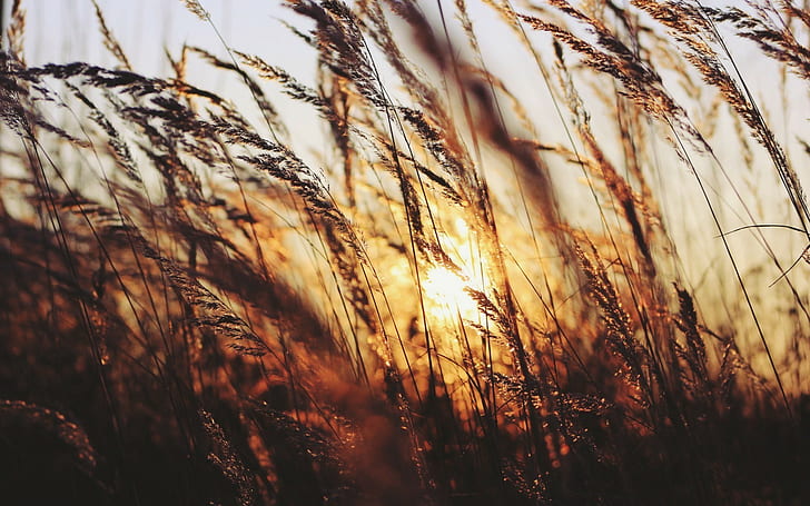 nature, silhouette, spikelets, sunlight, plants
