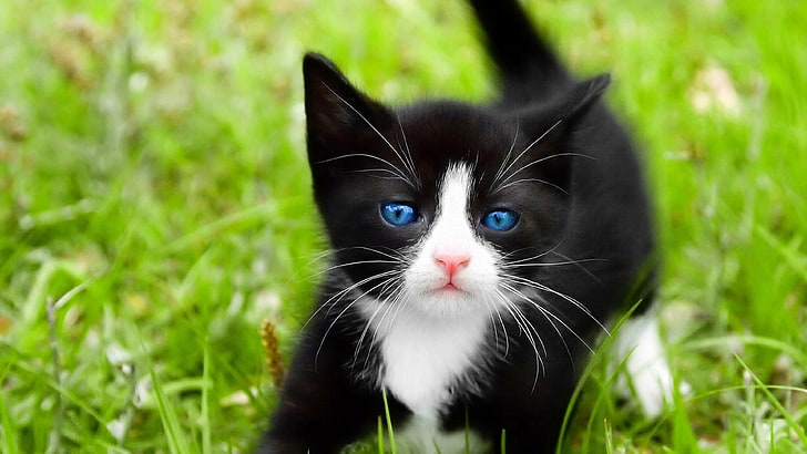 kitten, cat, cute, grass, blue eyes, kitty, blurry, HD wallpaper
