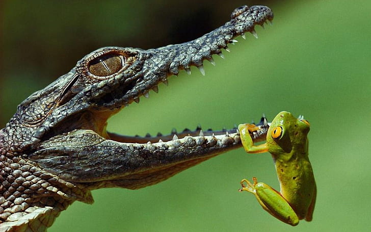 Crocodile and the Frog, HD wallpaper