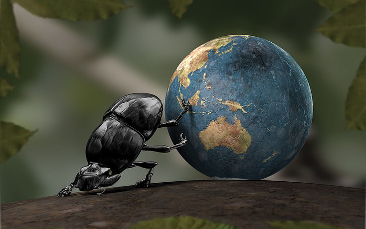 black beetle, beetles, bird, animal, animal themes, vertebrate