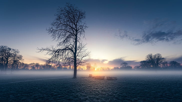 misty morning, lone tree, lonely tree, field, sunrise, dawn, HD wallpaper