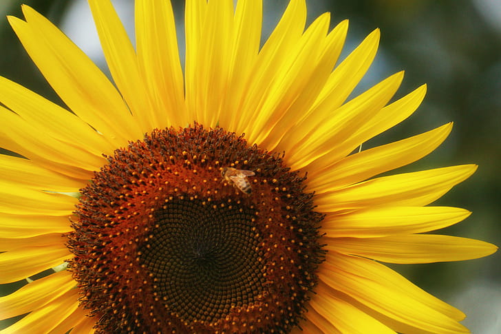 selected focus photography of yellow sunflower, nature, plant, HD wallpaper