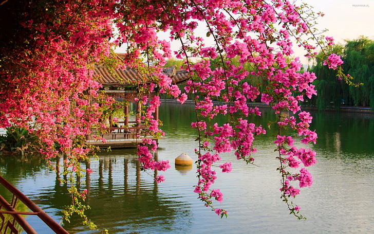 HD wallpaper: Pink Spring Flowers In The Park Chinese Kunming China Hd  Wallpaper | Wallpaper Flare