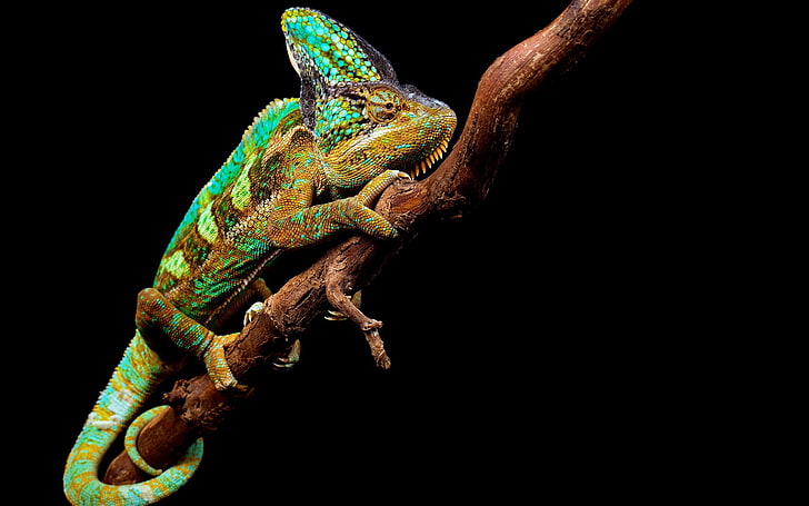 green chameleon, reptile, branch, animal, wildlife, nature, lizard