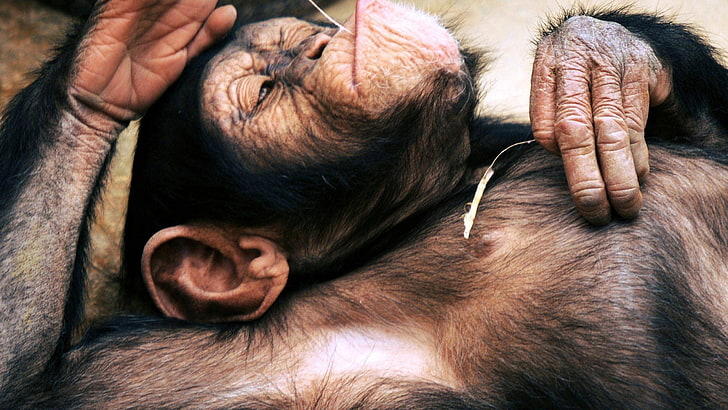 monkey animal, chimpanzees, animals, apes, relaxing, animal themes, HD wallpaper