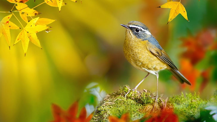bird, white-browed bush robin, leaves, beak, autumn, leaf, wildlife, HD wallpaper