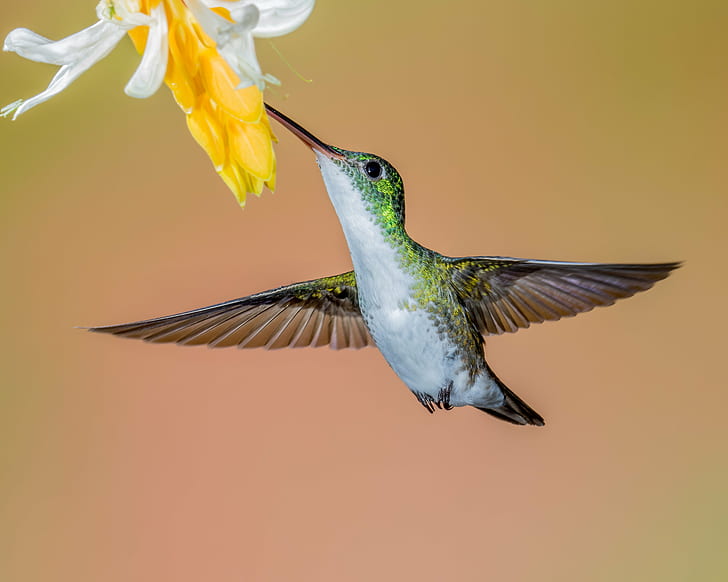 humming bird near yellow flowers close up photography, Andean Emerald