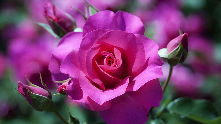 Rose, Flowers, Pink, Buds, Macro, Bokeh, pink rose, HD wallpaper