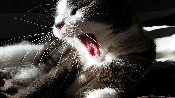cat, yawning, animals, sunlight, domestic cat, animal themes, HD wallpaper