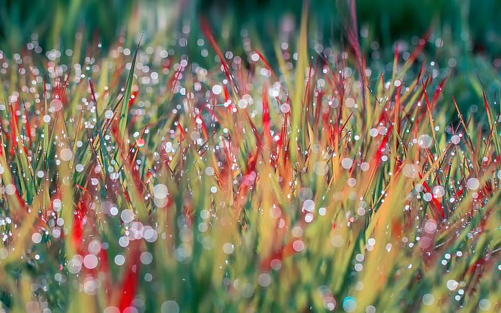 HD wallpaper: Morning Dew on Grass, drops | Wallpaper Flare