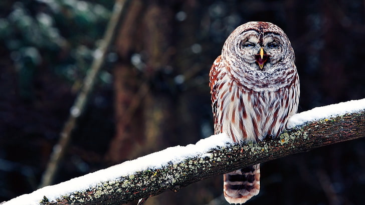 beige and brown owl, birds, branch, snow, tree, animal themes, HD wallpaper