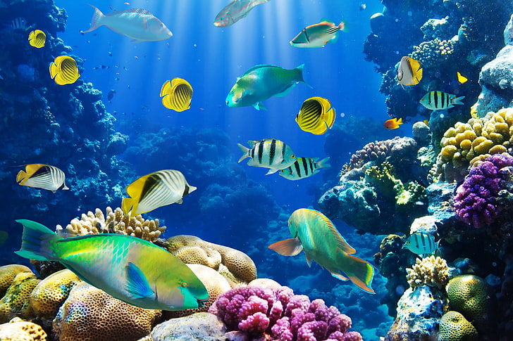 Tropical fish 1080P, 2K, 4K, 5K HD wallpapers free download | Wallpaper  Flare