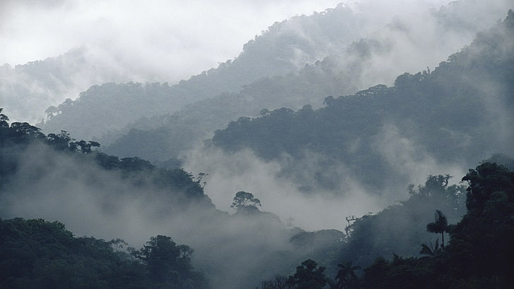 white clouds, mountains, forest, nature, fog, tree, environment