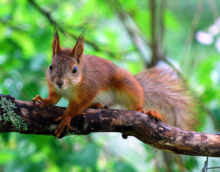 squirrel on tree branch during daytime, red squirrel, red squirrel, HD wallpaper