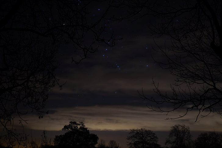 green leaf tree, Gadfield Elm, Gloucestershire, night sky, starry night