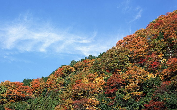 green trees, hill, sky, autumn, leaf, nature, forest, yellow