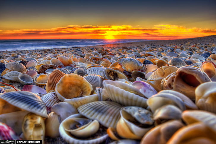 sea of clams, Seashells, Beach, Sunrise, Hutchinson-Island, Florida, HD wallpaper