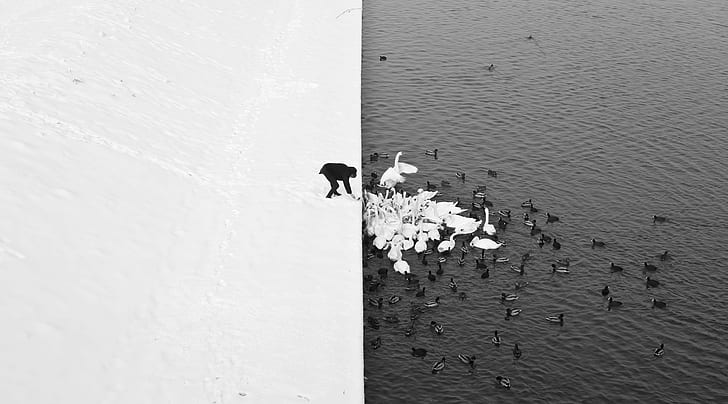 monochrome, swan, water, duck, snow, split view, winter